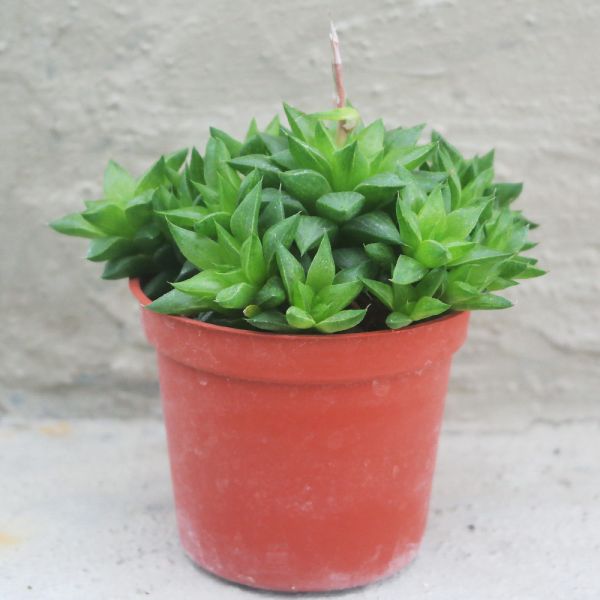 【荳荳多肉】｛砂糖｝◆喬遷◆送禮◆升遷◆多肉植物◆植栽 荳荳多肉官方購物車~一律農場價格!!!!
多肉植物 /手作課程 / 園藝雜貨 /戶外教學 /企業合作 / 贈禮小物/婚禮小物
仙人掌,多肉,植物,送禮,婚禮,DIY,禮物