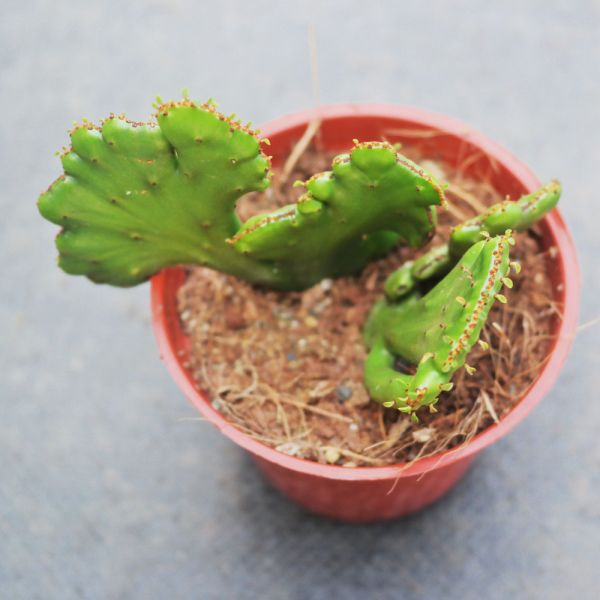 【荳荳多肉】｛珊瑚大戟綴化｝◆喬遷◆送禮◆升遷◆多肉植物◆植栽 荳荳多肉,農場價格,多肉植物輕鬆購買,園藝材料,仙人掌,多肉植物手作農場