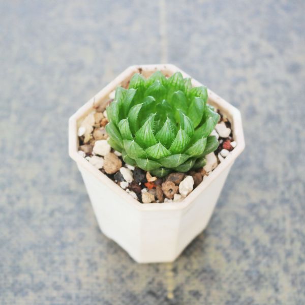 【荳荳多肉】｛櫻水晶｝◆喬遷◆送禮◆升遷◆多肉植物◆植栽 荳荳多肉官方購物車~一律農場價格!!!!
多肉植物 /手作課程 / 園藝雜貨 /戶外教學 /企業合作 / 贈禮小物/婚禮小物
仙人掌,多肉,植物,送禮,婚禮,DIY,禮物