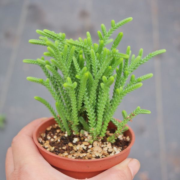 【荳荳多肉】｛青鎖龍｝◆喬遷◆送禮◆升遷◆多肉植物◆植栽 荳荳多肉官方購物車~一律農場價格!!!!
多肉植物 /手作課程 / 園藝雜貨 /戶外教學 /企業合作 / 贈禮小物/婚禮小物
仙人掌,多肉,植物,送禮,婚禮,DIY,禮物