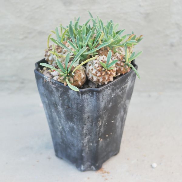 【荳荳多肉】｛峨嵋山老欉˙｝◆喬遷◆送禮◆升遷◆多肉植物◆植栽 荳荳多肉官方購物車~一律農場價格!!!!
多肉植物 /手作課程 / 園藝雜貨 /戶外教學 /企業合作 / 贈禮小物/婚禮小物
仙人掌,多肉,植物,送禮,婚禮,DIY,禮物