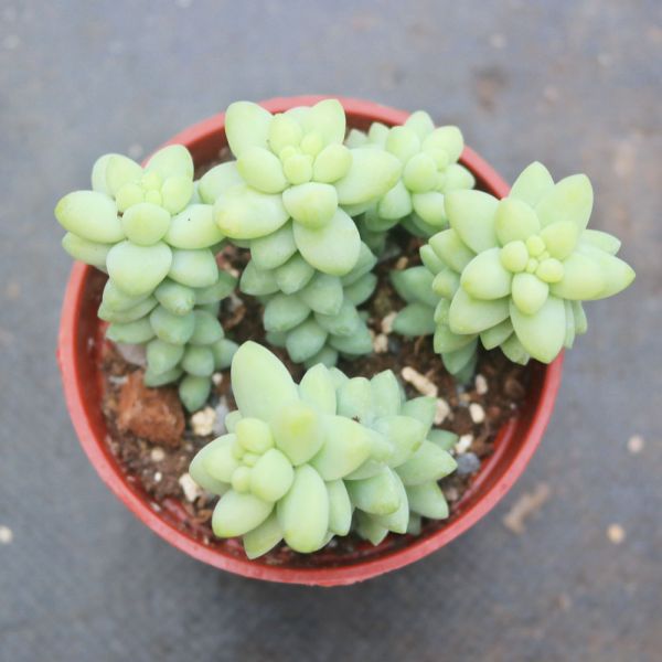 【荳荳多肉】｛新玉綴｝◆喬遷◆送禮◆升遷◆多肉植物◆植栽 荳荳多肉官方購物車~一律農場價格!!!!
多肉植物 /手作課程 / 園藝雜貨 /戶外教學 /企業合作 / 贈禮小物/婚禮小物
仙人掌,多肉,植物,送禮,婚禮,DIY,禮物