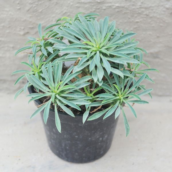 【荳荳多肉】｛怪魔玉｝◆喬遷◆送禮◆升遷◆多肉植物◆植栽 荳荳多肉官方購物車~一律農場價格!!!!
多肉植物 /手作課程 / 園藝雜貨 /戶外教學 /企業合作 / 贈禮小物/婚禮小物
仙人掌,多肉,植物,送禮,婚禮,DIY,禮物