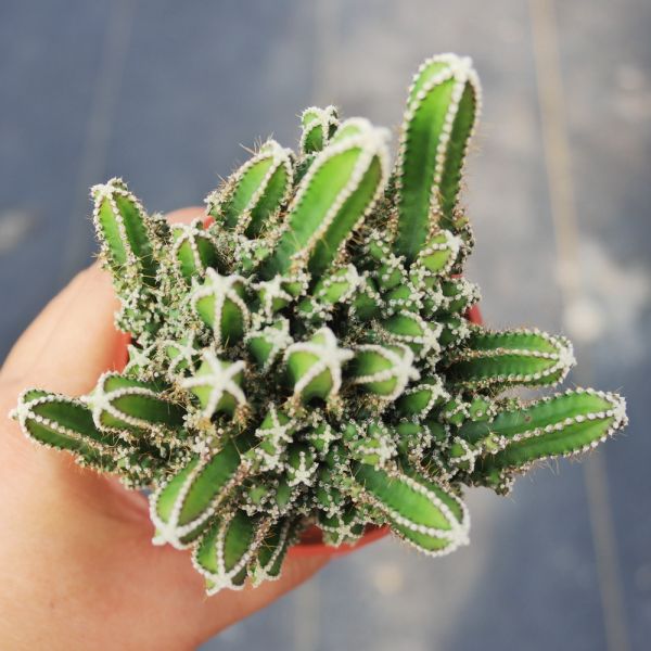 【荳荳多肉】｛神仙堡｝◆喬遷◆送禮◆升遷◆多肉植物◆植栽 荳荳多肉官方購物車~一律農場價格!!!!
多肉植物 /手作課程 / 園藝雜貨 /戶外教學 /企業合作 / 贈禮小物/婚禮小物
仙人掌,多肉,植物,送禮,婚禮,DIY,禮物