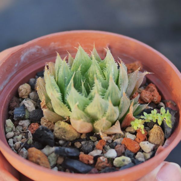 【荳荳多肉】｛青雲之舞｝◆喬遷◆送禮◆升遷◆多肉植物◆植栽 荳荳多肉官方購物車~一律農場價格!!!!
多肉植物 /手作課程 / 園藝雜貨 /戶外教學 /企業合作 / 贈禮小物/婚禮小物
仙人掌,多肉,植物,送禮,婚禮,DIY,禮物