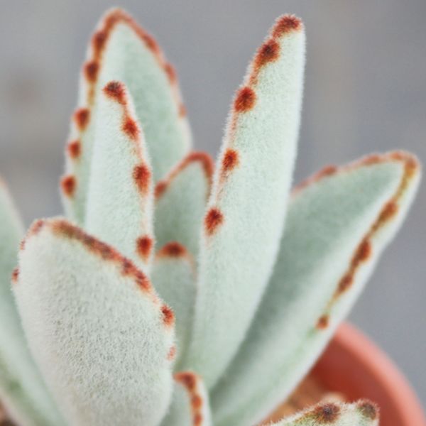 【荳荳多肉】｛月兔｝◆喬遷◆送禮◆升遷◆多肉植物◆植栽 荳荳多肉官方購物車~一律農場價格!!!!
多肉植物 /手作課程 / 園藝雜貨 /戶外教學 /企業合作 / 贈禮小物/婚禮小物
仙人掌,多肉,植物,送禮,婚禮,DIY,禮物