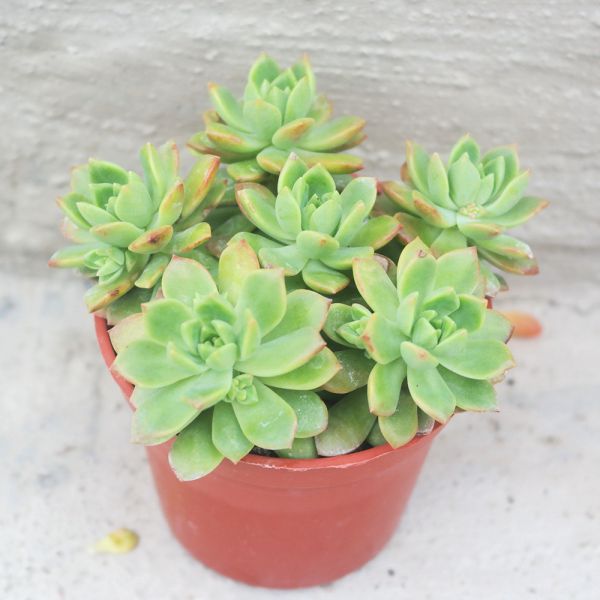 【荳荳多肉】｛馬庫斯｝◆喬遷◆送禮◆升遷◆多肉植物◆植栽 荳荳多肉官方購物車~一律農場價格!!!!
多肉植物 /手作課程 / 園藝雜貨 /戶外教學 /企業合作 / 贈禮小物/婚禮小物
仙人掌,多肉,植物,送禮,婚禮,DIY,禮物