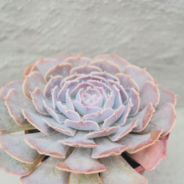 【荳荳多肉】｛紫蝶｝◆喬遷◆送禮◆升遷◆多肉植物◆植栽 荳荳多肉官方購物車~一律農場價格!!!!
多肉植物 /手作課程 / 園藝雜貨 /戶外教學 /企業合作 / 贈禮小物/婚禮小物
仙人掌,多肉,植物,送禮,婚禮,DIY,禮物