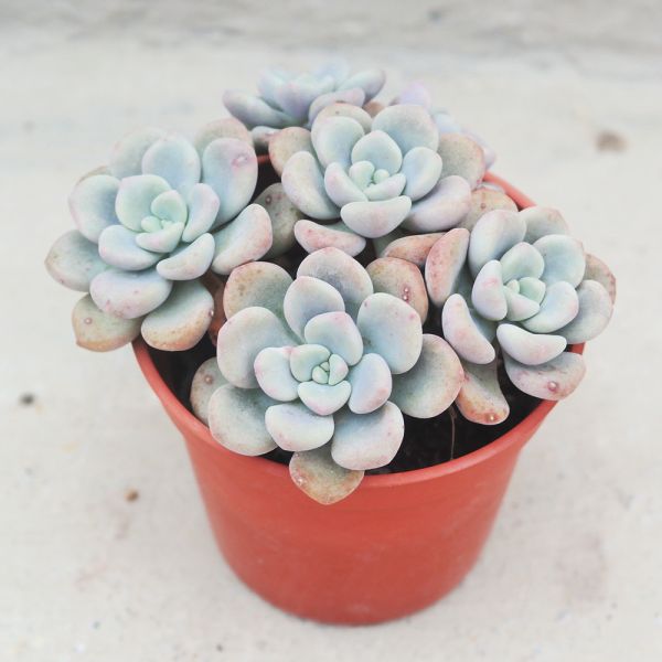 【荳荳多肉】｛奶油派｝◆喬遷◆送禮◆升遷◆多肉植物◆植栽 荳荳多肉官方購物車~一律農場價格!!!!
多肉植物 /手作課程 / 園藝雜貨 /戶外教學 /企業合作 / 贈禮小物/婚禮小物
仙人掌,多肉,植物,送禮,婚禮,DIY,禮物