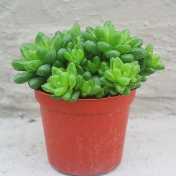 【荳荳多肉】｛草玉露｝喬遷│送禮│升遷│多肉植物 荳荳多肉,農場價格,多肉植物輕鬆購買,園藝材料,仙人掌,多肉植物手作農場