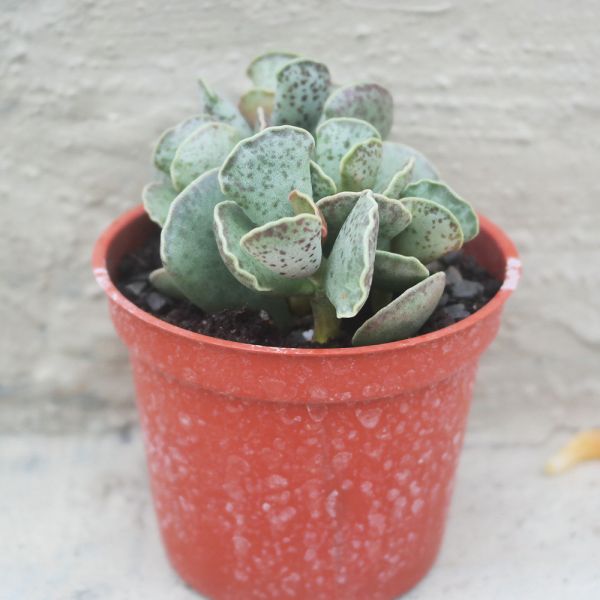 【荳荳多肉】｛錦鈴殿｝◆喬遷◆送禮◆升遷◆多肉植物◆植栽 荳荳多肉官方購物車~一律農場價格!!!!
多肉植物 /手作課程 / 園藝雜貨 /戶外教學 /企業合作 / 贈禮小物/婚禮小物
仙人掌,多肉,植物,送禮,婚禮,DIY,禮物