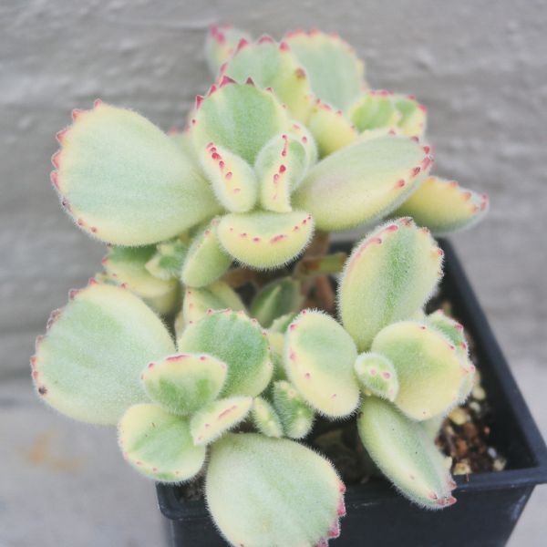 【荳荳多肉】｛白熊｝喬遷｜送禮｜升遷｜多肉植物｜植栽 荳荳多肉官方購物車~一律農場價格!!!!
多肉植物 /手作課程 / 園藝雜貨 /戶外教學 /企業合作 / 贈禮小物/婚禮小物
仙人掌,多肉,植物,送禮,婚禮,DIY,禮物