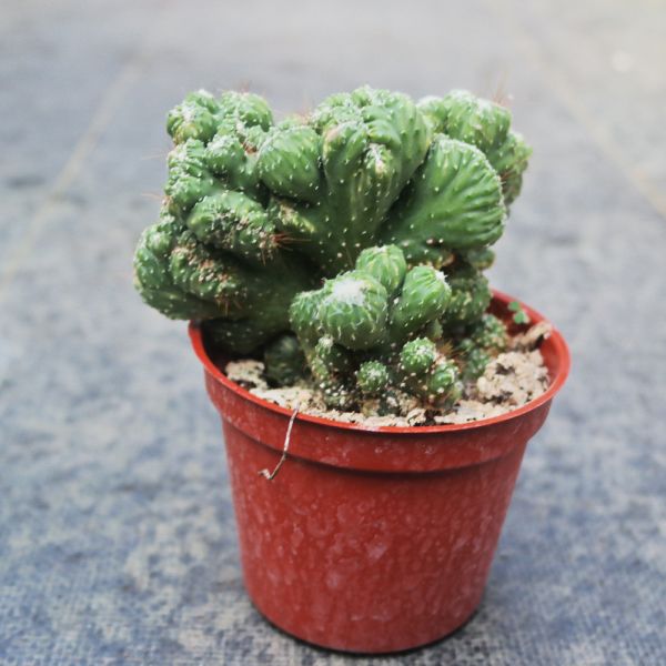 【荳荳多肉】｛山影｝◆喬遷◆送禮◆升遷◆多肉植物◆植栽 荳荳多肉,農場價格,多肉植物輕鬆購買,園藝材料,仙人掌,多肉植物,手作農場