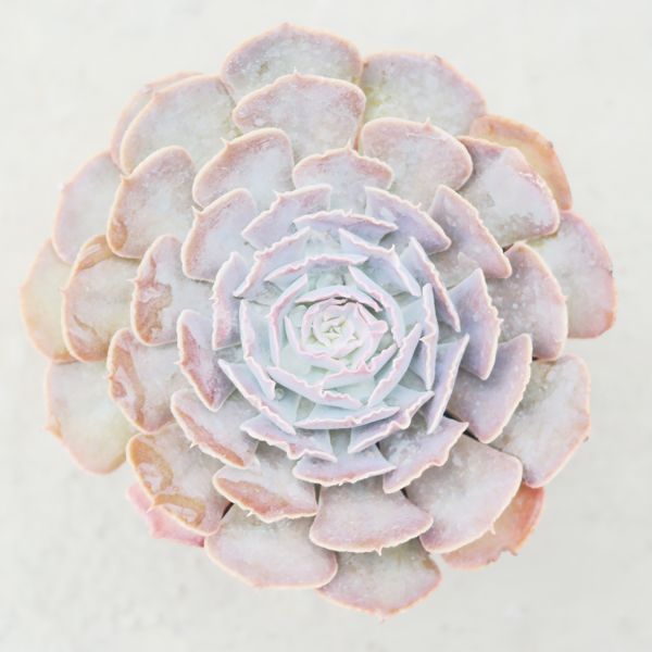 【荳荳多肉】｛紫蝶｝◆喬遷◆送禮◆升遷◆多肉植物◆植栽 荳荳多肉官方購物車~一律農場價格!!!!
多肉植物 /手作課程 / 園藝雜貨 /戶外教學 /企業合作 / 贈禮小物/婚禮小物
仙人掌,多肉,植物,送禮,婚禮,DIY,禮物