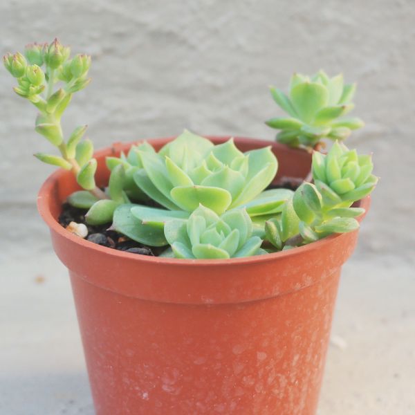 【荳荳多肉】【硬玉】喬遷｜送禮｜升遷｜多肉植物｜植栽 荳荳多肉官方購物車~一律農場價格!!!!
多肉植物 /手作課程 / 園藝雜貨 /戶外教學 /企業合作 / 贈禮小物/婚禮小物
仙人掌,多肉,植物,送禮,婚禮,DIY,禮物