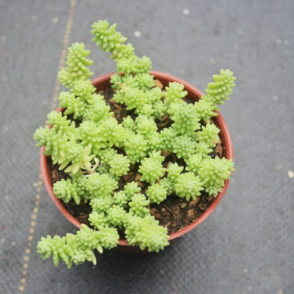 【荳荳多肉】｛大型萬年草｝◆喬遷◆送禮◆升遷◆多肉植物◆植栽 荳荳多肉官方購物車~一律農場價格!!!!
多肉植物 /手作課程 / 園藝雜貨 /戶外教學 /企業合作 / 贈禮小物/婚禮小物
仙人掌,多肉,植物,送禮,婚禮,DIY,禮物