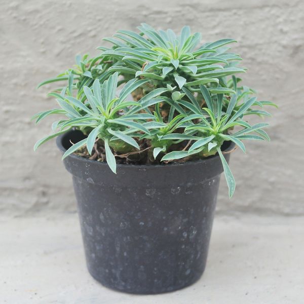 【荳荳多肉】｛怪魔玉｝◆喬遷◆送禮◆升遷◆多肉植物◆植栽 荳荳多肉官方購物車~一律農場價格!!!!
多肉植物 /手作課程 / 園藝雜貨 /戶外教學 /企業合作 / 贈禮小物/婚禮小物
仙人掌,多肉,植物,送禮,婚禮,DIY,禮物