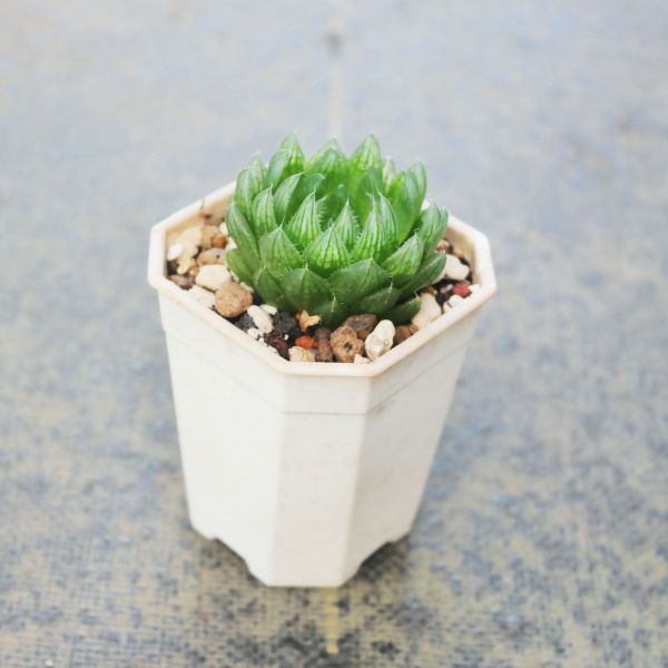 【荳荳多肉】｛櫻水晶｝◆喬遷◆送禮◆升遷◆多肉植物◆植栽 荳荳多肉官方購物車~一律農場價格!!!!
多肉植物 /手作課程 / 園藝雜貨 /戶外教學 /企業合作 / 贈禮小物/婚禮小物
仙人掌,多肉,植物,送禮,婚禮,DIY,禮物