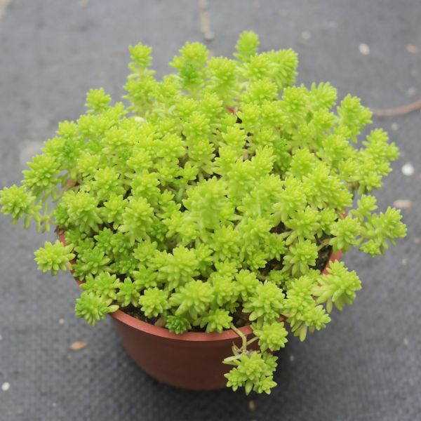 【荳荳多肉】｛黃金萬年草｝◆喬遷◆送禮◆升遷◆多肉植物◆植栽 荳荳多肉官方購物車~一律農場價格!!!!
多肉植物 /手作課程 / 園藝雜貨 /戶外教學 /企業合作 / 贈禮小物/婚禮小物
仙人掌,多肉,植物,送禮,婚禮,DIY,禮物