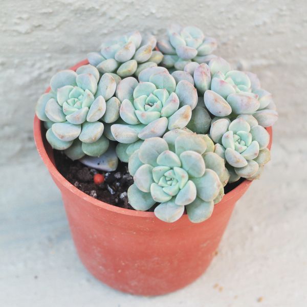 【荳荳多肉】｛小叮噹｝◆喬遷◆送禮◆升遷◆多肉植物◆植栽 荳荳多肉官方購物車~一律農場價格!!!!
多肉植物 /手作課程 / 園藝雜貨 /戶外教學 /企業合作 / 贈禮小物/婚禮小物
仙人掌,多肉,植物,送禮,婚禮,DIY,禮物