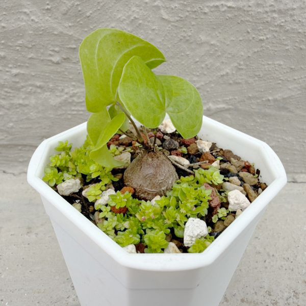 【荳荳多肉】｛南非龜甲龍｝喬遷｜送禮｜升遷｜多肉植物｜植栽 荳荳多肉官方購物車~一律農場價格!!!!
多肉植物 /手作課程 / 園藝雜貨 /戶外教學 /企業合作 / 贈禮小物/婚禮小物
仙人掌,多肉,植物,送禮,婚禮,DIY,禮物