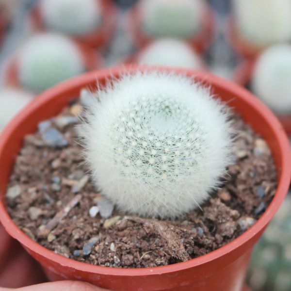 【荳荳多肉】｛白小町｝◆喬遷◆送禮◆升遷◆多肉植物◆植栽 荳荳多肉,農場價格,多肉植物輕鬆購買,園藝材料,仙人掌,多肉植物手作農場