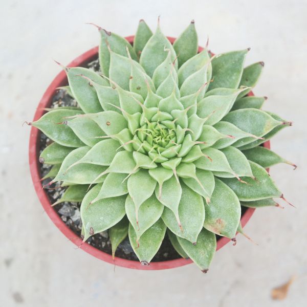 【荳荳多肉】｛銀星｝◆喬遷◆送禮◆升遷◆多肉植物◆植栽 荳荳多肉官方購物車~一律農場價格!!!!
多肉植物 /手作課程 / 園藝雜貨 /戶外教學 /企業合作 / 贈禮小物/婚禮小物
仙人掌,多肉,植物,送禮,婚禮,DIY,禮物