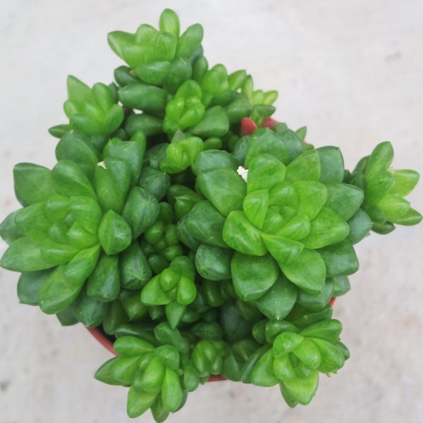 【荳荳多肉】｛草玉露｝喬遷│送禮│升遷│多肉植物 荳荳多肉,農場價格,多肉植物輕鬆購買,園藝材料,仙人掌,多肉植物手作農場