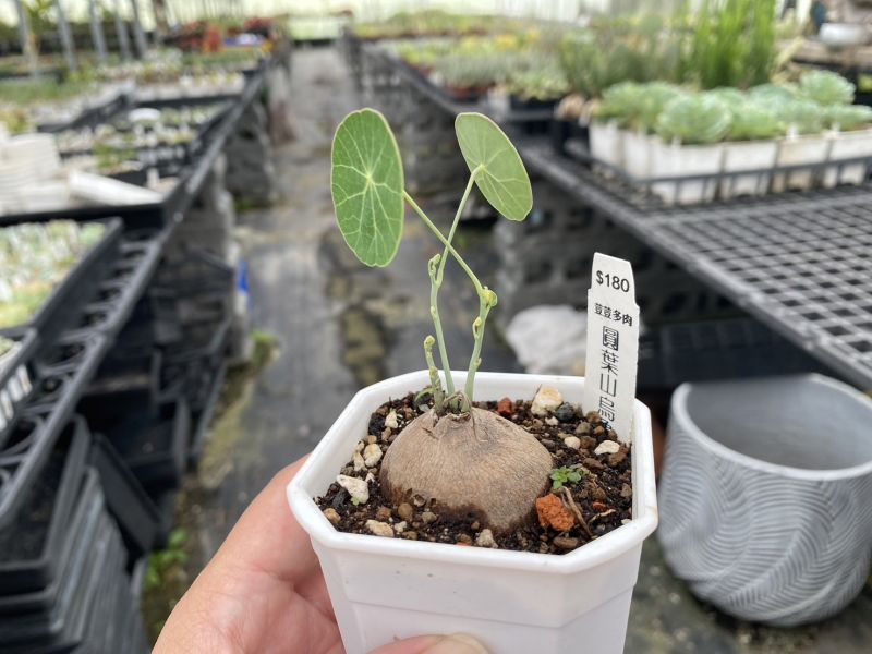 【荳荳多肉】｛圓葉山烏龜｝◆喬遷◆送禮◆升遷◆多肉植物◆植栽 荳荳多肉官方購物車~一律農場價格!!!!
多肉植物 /手作課程 / 園藝雜貨 /戶外教學 /企業合作 / 贈禮小物/婚禮小物
仙人掌,多肉,植物,送禮,婚禮,DIY,禮物