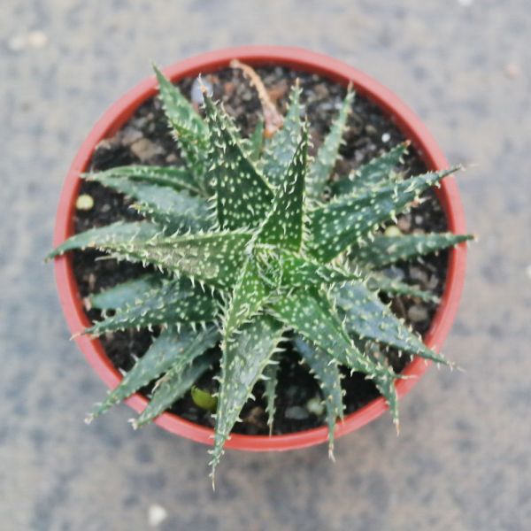 【荳荳多肉】｛拍拍蘆薈｝◆喬遷◆送禮◆升遷◆多肉植物◆植栽 荳荳多肉官方購物車~一律農場價格!!!!
多肉植物 /手作課程 / 園藝雜貨 /戶外教學 /企業合作 / 贈禮小物/婚禮小物
仙人掌,多肉,植物,送禮,婚禮,DIY,禮物