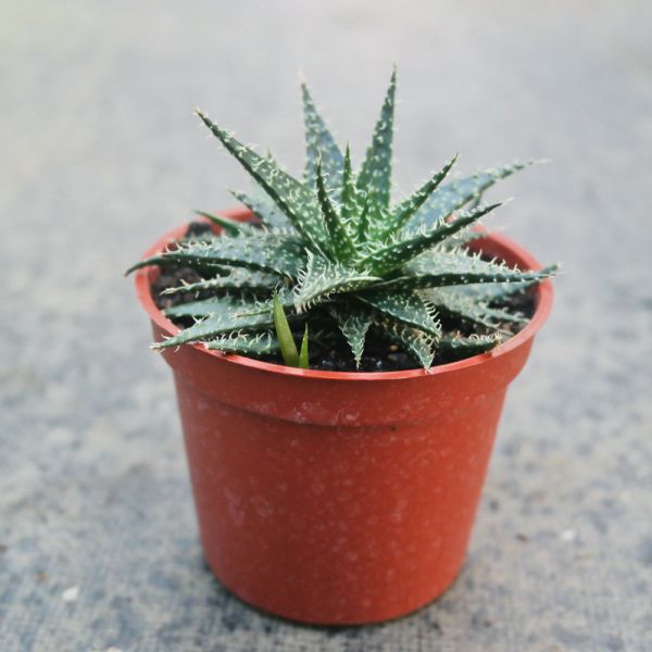 【荳荳多肉】｛拍拍蘆薈｝◆喬遷◆送禮◆升遷◆多肉植物◆植栽 荳荳多肉官方購物車~一律農場價格!!!!
多肉植物 /手作課程 / 園藝雜貨 /戶外教學 /企業合作 / 贈禮小物/婚禮小物
仙人掌,多肉,植物,送禮,婚禮,DIY,禮物