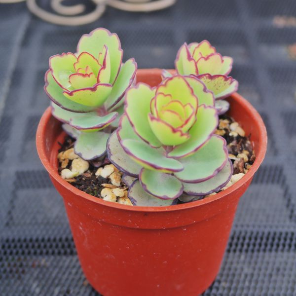 【荳荳多肉】｛翩蝶之舞｝◆喬遷◆送禮◆升遷◆多肉植物◆植栽 荳荳多肉官方購物車~一律農場價格!!!!
多肉植物 /手作課程 / 園藝雜貨 /戶外教學 /企業合作 / 贈禮小物/婚禮小物
仙人掌,多肉,植物,送禮,婚禮,DIY,禮物