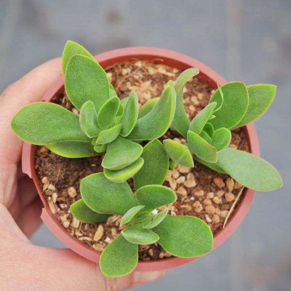 【荳荳多肉】｛小圓刀｝◆喬遷◆送禮◆升遷◆多肉植物◆植栽 荳荳多肉官方購物車~一律農場價格!!!!
多肉植物 /手作課程 / 園藝雜貨 /戶外教學 /企業合作 / 贈禮小物/婚禮小物
仙人掌,多肉,植物,送禮,婚禮,DIY,禮物