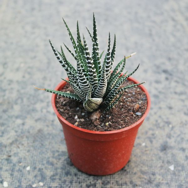 【荳荳多肉】｛十二之卷｝◆喬遷◆送禮◆升遷◆多肉植物◆植栽 荳荳多肉官方購物車~一律農場價格!!!!
多肉植物 /手作課程 / 園藝雜貨 /戶外教學 /企業合作 / 贈禮小物/婚禮小物
仙人掌,多肉,植物,送禮,婚禮,DIY,禮物