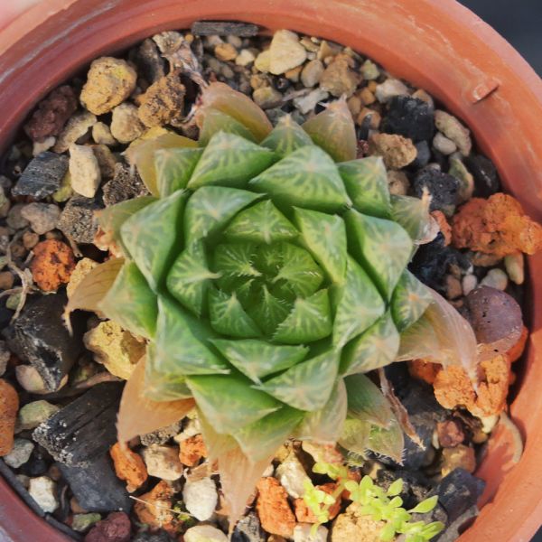 【荳荳多肉】｛青雲之舞｝◆喬遷◆送禮◆升遷◆多肉植物◆植栽 荳荳多肉官方購物車~一律農場價格!!!!
多肉植物 /手作課程 / 園藝雜貨 /戶外教學 /企業合作 / 贈禮小物/婚禮小物
仙人掌,多肉,植物,送禮,婚禮,DIY,禮物