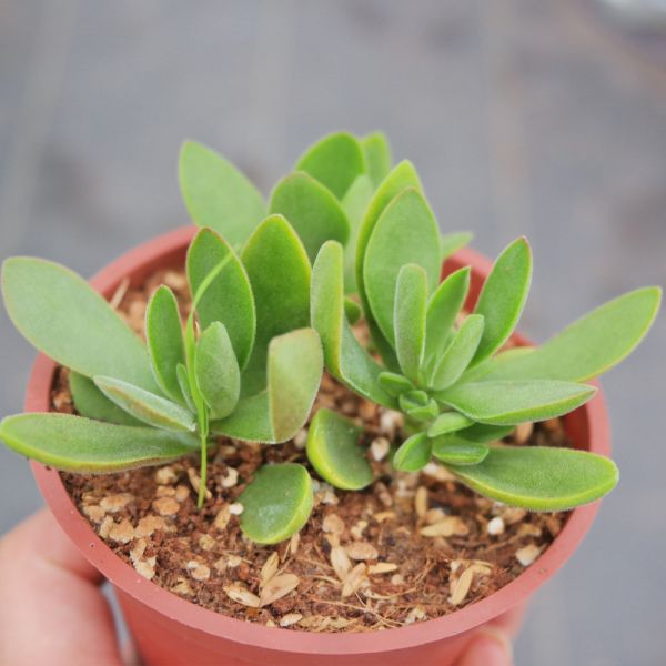 【荳荳多肉】｛小圓刀｝◆喬遷◆送禮◆升遷◆多肉植物◆植栽 荳荳多肉官方購物車~一律農場價格!!!!
多肉植物 /手作課程 / 園藝雜貨 /戶外教學 /企業合作 / 贈禮小物/婚禮小物
仙人掌,多肉,植物,送禮,婚禮,DIY,禮物