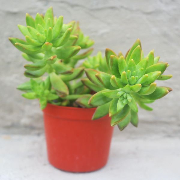 【荳荳多肉】｛原種銘月｝◆喬遷◆送禮◆升遷◆多肉植物◆植栽 荳荳多肉官方購物車~一律農場價格!!!!
多肉植物 /手作課程 / 園藝雜貨 /戶外教學 /企業合作 / 贈禮小物/婚禮小物
仙人掌,多肉,植物,送禮,婚禮,DIY,禮物