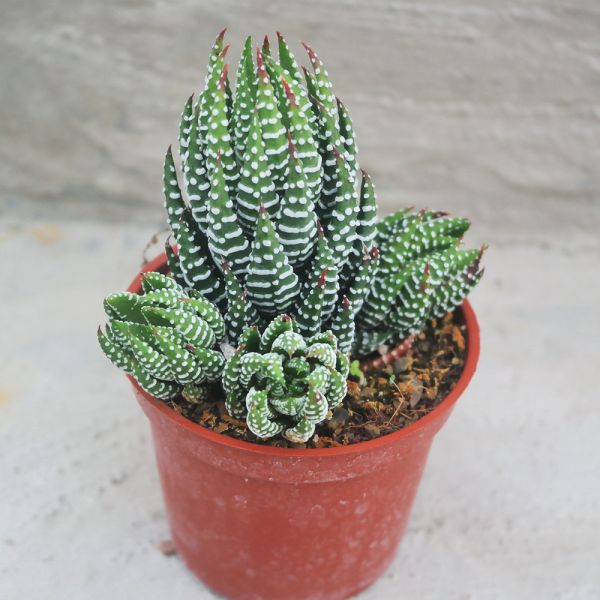 【荳荳多肉】｛鳩之爪｝◆喬遷◆送禮◆升遷◆多肉植物◆植栽 荳荳多肉官方購物車~一律農場價格!!!!
多肉植物 /手作課程 / 園藝雜貨 /戶外教學 /企業合作 / 贈禮小物/婚禮小物
仙人掌,多肉,植物,送禮,婚禮,DIY,禮物