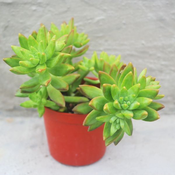 【荳荳多肉】｛原種銘月｝◆喬遷◆送禮◆升遷◆多肉植物◆植栽 荳荳多肉官方購物車~一律農場價格!!!!
多肉植物 /手作課程 / 園藝雜貨 /戶外教學 /企業合作 / 贈禮小物/婚禮小物
仙人掌,多肉,植物,送禮,婚禮,DIY,禮物
