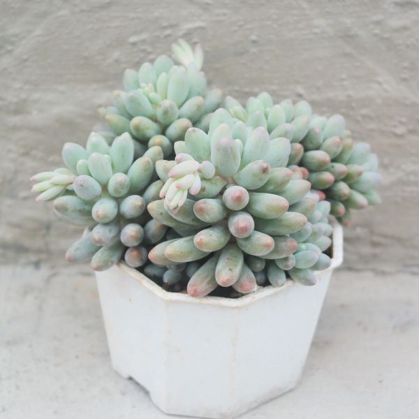 【荳荳多肉】｛嬰兒手指｝◆喬遷◆送禮◆升遷◆多肉植物◆植栽 荳荳多肉官方購物車~一律農場價格!!!!
多肉植物 /手作課程 / 園藝雜貨 /戶外教學 /企業合作 / 贈禮小物/婚禮小物
仙人掌,多肉,植物,送禮,婚禮,DIY,禮物