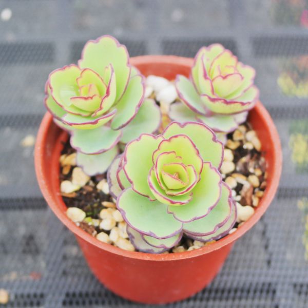 【荳荳多肉】｛翩蝶之舞｝◆喬遷◆送禮◆升遷◆多肉植物◆植栽 荳荳多肉官方購物車~一律農場價格!!!!
多肉植物 /手作課程 / 園藝雜貨 /戶外教學 /企業合作 / 贈禮小物/婚禮小物
仙人掌,多肉,植物,送禮,婚禮,DIY,禮物