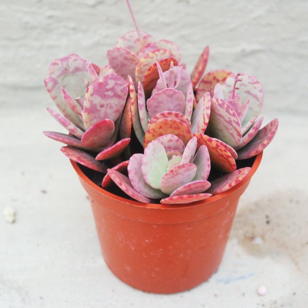 【荳荳多肉】｛粉紅豹｝◆喬遷◆送禮◆升遷◆多肉植物◆植栽 荳荳多肉官方購物車~一律農場價格!!!!
多肉植物 /手作課程 / 園藝雜貨 /戶外教學 /企業合作 / 贈禮小物/婚禮小物
仙人掌,多肉,植物,送禮,婚禮,DIY,禮物