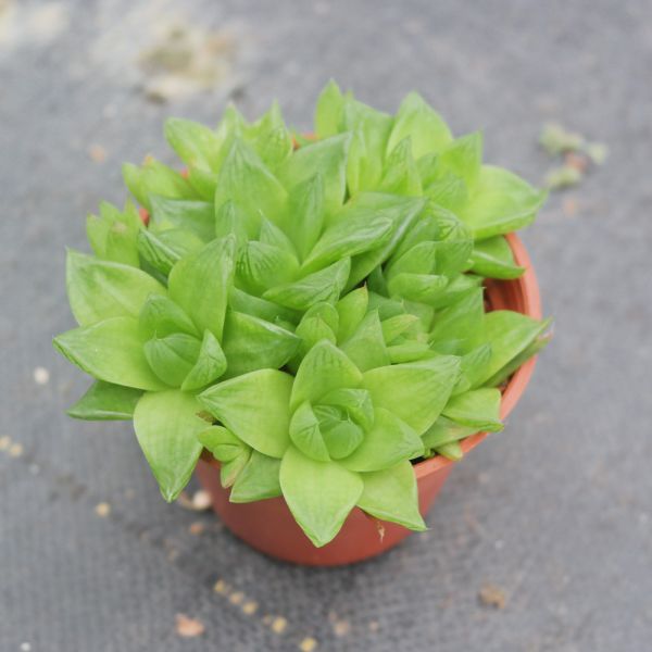 【荳荳多肉】｛京之華｝◆喬遷◆送禮◆升遷◆多肉植物◆植栽 荳荳多肉官方購物車~一律農場價格!!!!
多肉植物 /手作課程 / 園藝雜貨 /戶外教學 /企業合作 / 贈禮小物/婚禮小物
仙人掌,多肉,植物,送禮,婚禮,DIY,禮物