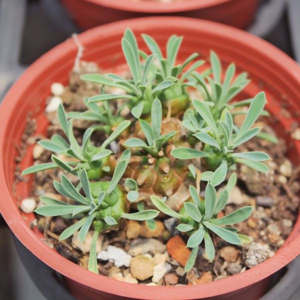 【荳荳多肉】｛峨嵋山｝◆喬遷◆送禮◆升遷◆多肉植物◆植栽 荳荳多肉官方購物車~一律農場價格!!!!
多肉植物 /手作課程 / 園藝雜貨 /戶外教學 /企業合作 / 贈禮小物/婚禮小物
仙人掌,多肉,植物,送禮,婚禮,DIY,禮物