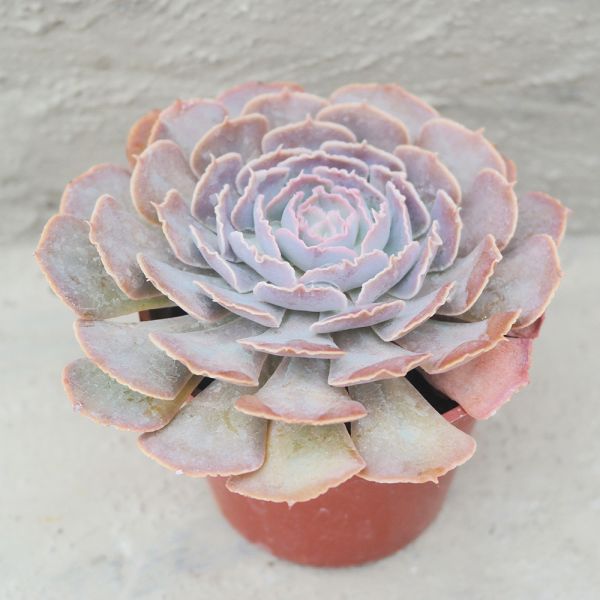 【荳荳多肉】｛紫蝶｝◆喬遷◆送禮◆升遷◆多肉植物◆植栽 荳荳多肉官方購物車~一律農場價格!!!!
多肉植物 /手作課程 / 園藝雜貨 /戶外教學 /企業合作 / 贈禮小物/婚禮小物
仙人掌,多肉,植物,送禮,婚禮,DIY,禮物