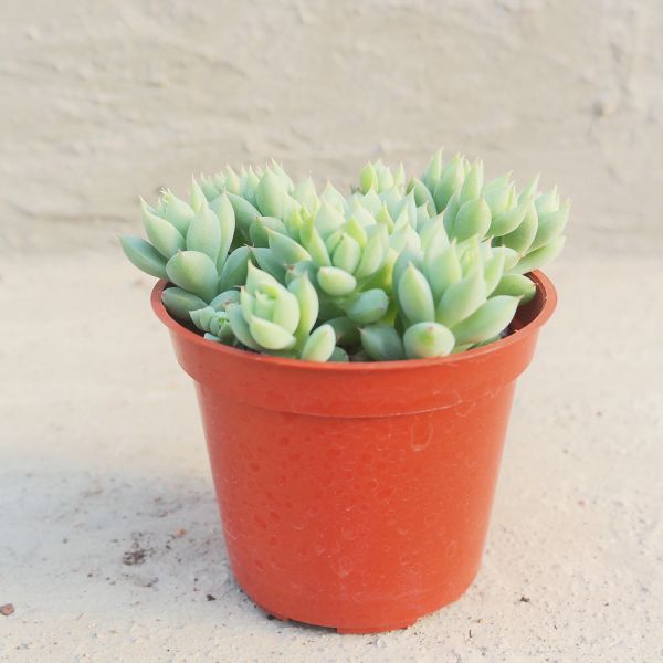 【荳荳多肉】｛蔓蓮｝◆喬遷◆送禮◆升遷◆多肉植物◆植栽 荳荳多肉官方購物車~一律農場價格!!!!
多肉植物 /手作課程 / 園藝雜貨 /戶外教學 /企業合作 / 贈禮小物/婚禮小物
仙人掌,多肉,植物,送禮,婚禮,DIY,禮物