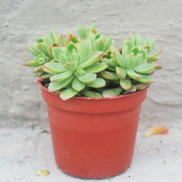 【荳荳多肉】｛馬庫斯｝◆喬遷◆送禮◆升遷◆多肉植物◆植栽 荳荳多肉官方購物車~一律農場價格!!!!
多肉植物 /手作課程 / 園藝雜貨 /戶外教學 /企業合作 / 贈禮小物/婚禮小物
仙人掌,多肉,植物,送禮,婚禮,DIY,禮物