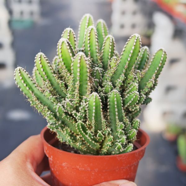 【荳荳多肉】｛神仙堡｝◆喬遷◆送禮◆升遷◆多肉植物◆植栽 荳荳多肉官方購物車~一律農場價格!!!!
多肉植物 /手作課程 / 園藝雜貨 /戶外教學 /企業合作 / 贈禮小物/婚禮小物
仙人掌,多肉,植物,送禮,婚禮,DIY,禮物
