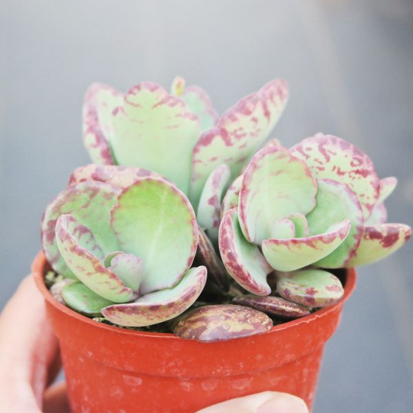 【荳荳多肉】｛小花伽藍｝◆喬遷◆送禮◆升遷◆多肉植物◆植栽 荳荳多肉官方購物車~一律農場價格!!!!
多肉植物 /手作課程 / 園藝雜貨 /戶外教學 /企業合作 / 贈禮小物/婚禮小物
仙人掌,多肉,植物,送禮,婚禮,DIY,禮物