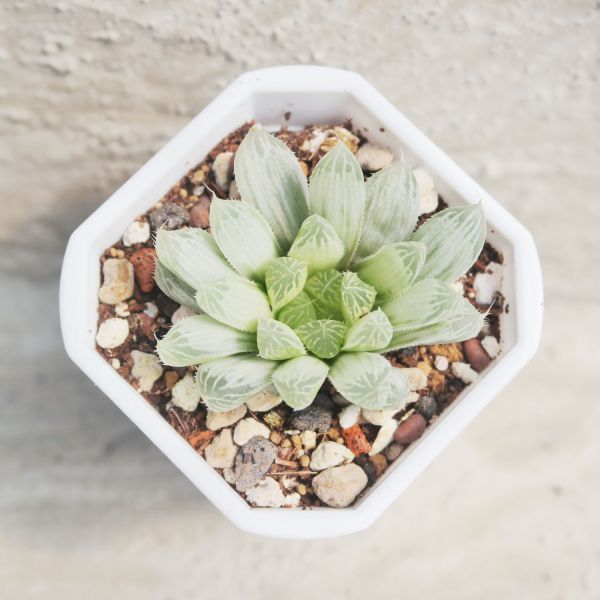 【荳荳多肉】｛白斑玉露｝◆喬遷◆送禮◆升遷◆多肉植物◆植栽 荳荳多肉官方購物車~一律農場價格!!!!
多肉植物 /手作課程 / 園藝雜貨 /戶外教學 /企業合作 / 贈禮小物/婚禮小物
仙人掌,多肉,植物,送禮,婚禮,DIY,禮物